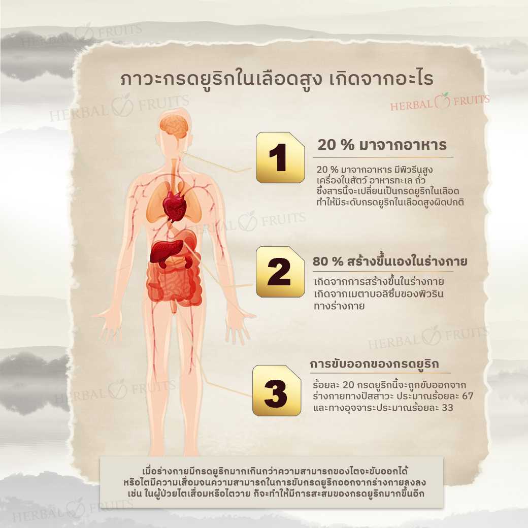ชาสมุนไพรล้างกรดยูริก ป้องกันไขข้ออักเสบ ลดโรคเกาต์ ตำรับสมุนไพรจีน 10 ชนิด 2 ชาสมุนไพรล้างกรดยูริก ป้องกันไขข้ออักเสบ ลดโรคเกาต์ ตำรับสมุนไพรจีน 10 ชนิด - Image 2